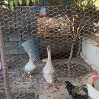 قو غاز|حیوانات مزرعه|نیشابور, رحمت آباد|دیوار