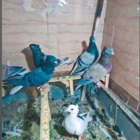 ۵ تا ماده دم سفید کاکلی هفت رنگ ذات دار پرشی