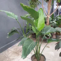 تخفیف بلک فراید گلخونه اسپلنت|گل و گیاه طبیعی|مشهد, شهرک صنعتی توس|دیوار