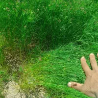 زیره سبز خرید و فروش با تناژ
