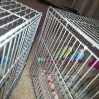 مرغ عشق با تخم جوجه|پرنده|نجف‌آباد, الله اکبر|دیوار