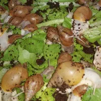 حلزون آچاتینا فولیکا
