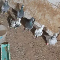 کبوتر جوین|پرنده|عطاملک, |دیوار