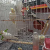 تعدادی عروس هلندی|پرنده|رستمآباد, |دیوار