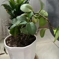 گل آپارتمانی|گل و گیاه طبیعی|صدرا-فارس, فاز ۱|دیوار