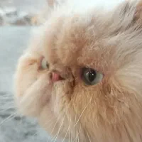 گربه ی پرشین