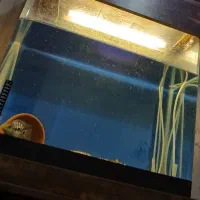 آکواریوم|ماهی|تهران, اسفندیاری|دیوار