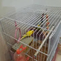 مرغ عشق با قفسه|پرنده|تهران, دکتر هوشیار|دیوار