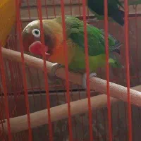 طوطی برزیلی فیشر|پرنده|شیراز, پودنک|دیوار