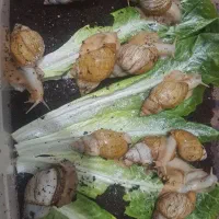 تخم حلزون|خزنده|شیراز, شهرک مهرگان|دیوار