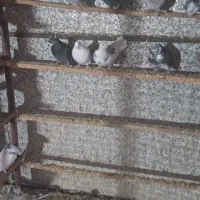 کفتر پرشی|پرنده|قلعه نو, |دیوار