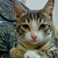 واگذاری گربه تقریبا سه ماهه