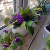 فروش انواع گل های اپارتمانی|گل و گیاه طبیعی|گرگان, |دیوار