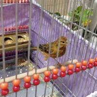 قناری|پرنده|تهران, آهنگ|دیوار