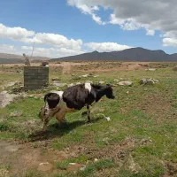 گاو هلشتاین