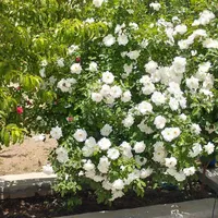 اسکان  خانواده های تهرانی