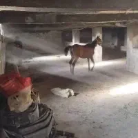 اسب مادیان نژاد عرب