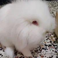 خرگوش لوپ