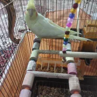 عروس هلندی نر لوتینو