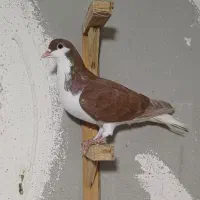 کبوتر ساده چپ سرخ|پرنده|گرگان, |دیوار