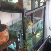اکواریوم حرفه ایی