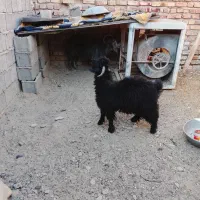 دو عدد گوسفند|حیوانات مزرعه|ایرانشهر, |دیوار