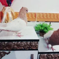 پرنده رنگی|پرنده|باوی, |دیوار