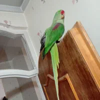 شاه طوطی اهلی|پرنده|خوی, |دیوار