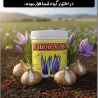 معجزه ای برای زعفران شما