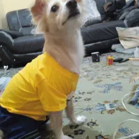 واگذاری سگ|سگ|اهواز, باغ شیخ|دیوار