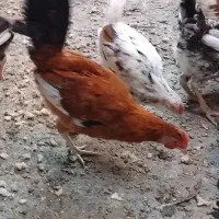 مرغ خروس محلی و گلین