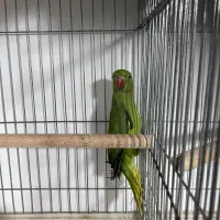 ملنگو رنگی خورشیدی راهب گرینچیک عروس|پرنده|شیراز, شهرک گلها|دیوار