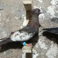 سینه تافتی