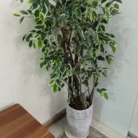 درختچه مصنوعی بنجامین