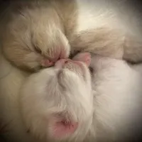 گربه نژاد دار