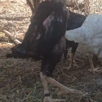 خروس لاری تاج مهر افغان