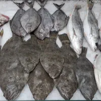 همکار جهت پاک کردن انواع ماهی