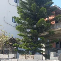 فروش درخت