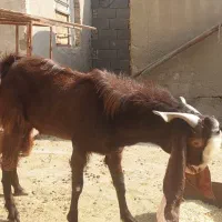 بز نر نجدی و افغانی هیکل درشت|حیوانات مزرعه|بندر ماهشهر, |دیوار