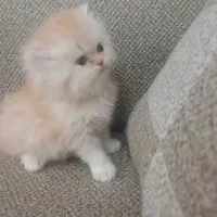 گربه های پرشین اسکاتیش بریتیش توله|گربه|شیراز, وصال|دیوار