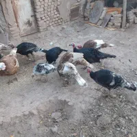 بوقلمون|حیوانات مزرعه|قزوین, |دیوار