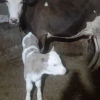 گاو شیری|حیوانات مزرعه|سراب, |دیوار