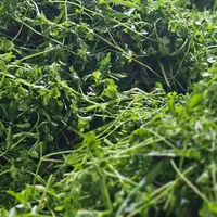 سبزی ذرت نخود سبزی آماده مصرف باقالا لوبیا|خوردنی و آشامیدنی|تهران, افسریه|دیوار