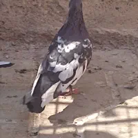 کبوتر سینه سیاه|پرنده|فسا, |دیوار