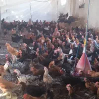 خروس و مرغ محلی و گلپایگانی دورگ|حیوانات مزرعه|شیراز, احمدی جنوبی|دیوار