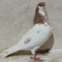 کبوتر یال زرد ماده