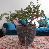 بن سای خرفه