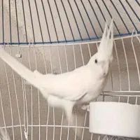 عروس هلندی البینو