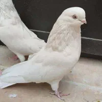 کبوتر|پرنده|بافق, |دیوار