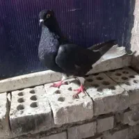 زاغ دم سفیده ماده